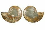 Cut & Polished, Agatized Ammonite Fossil - Madagascar #344146-1